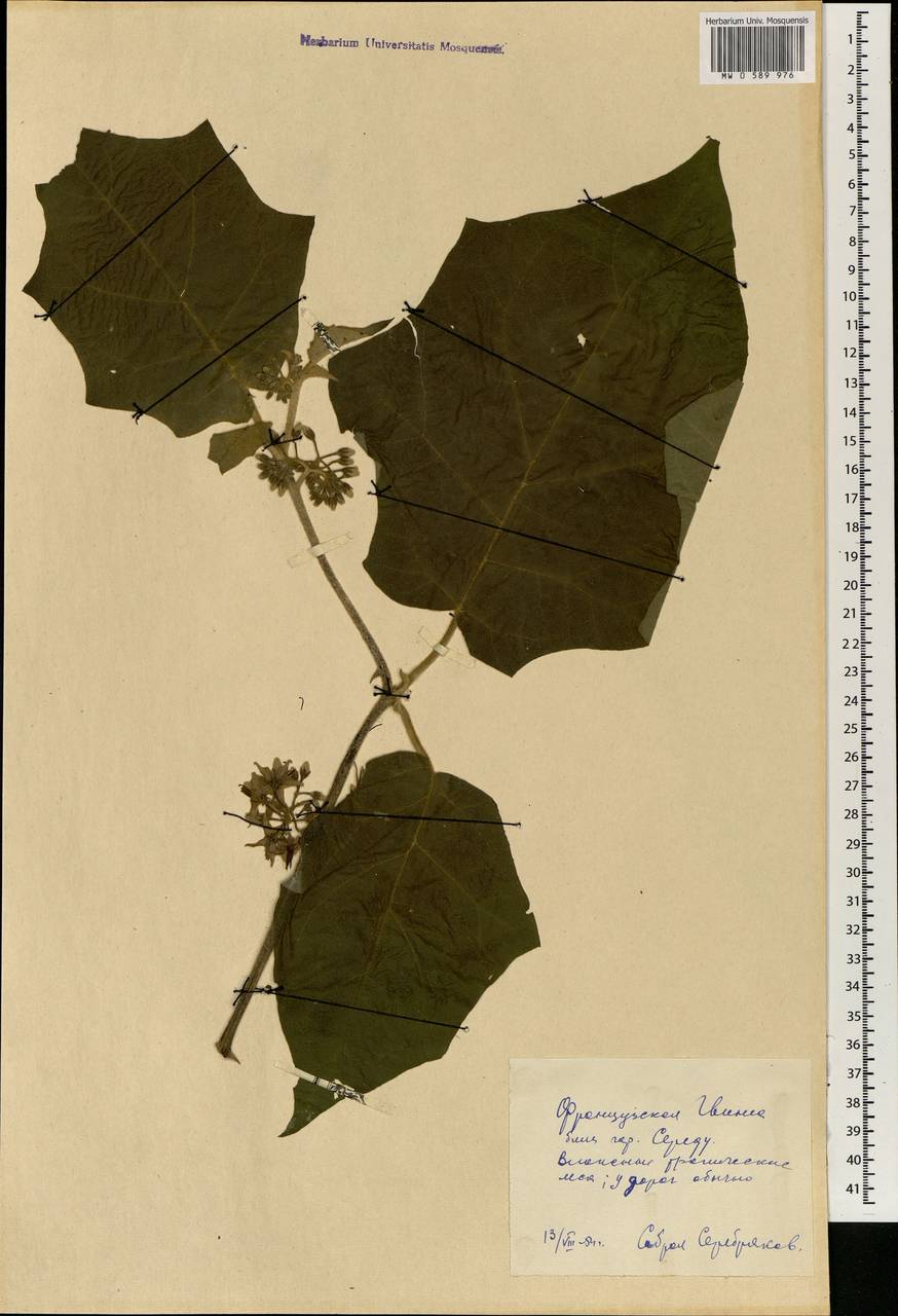 Solanum, Africa (AFR) (Guinea)