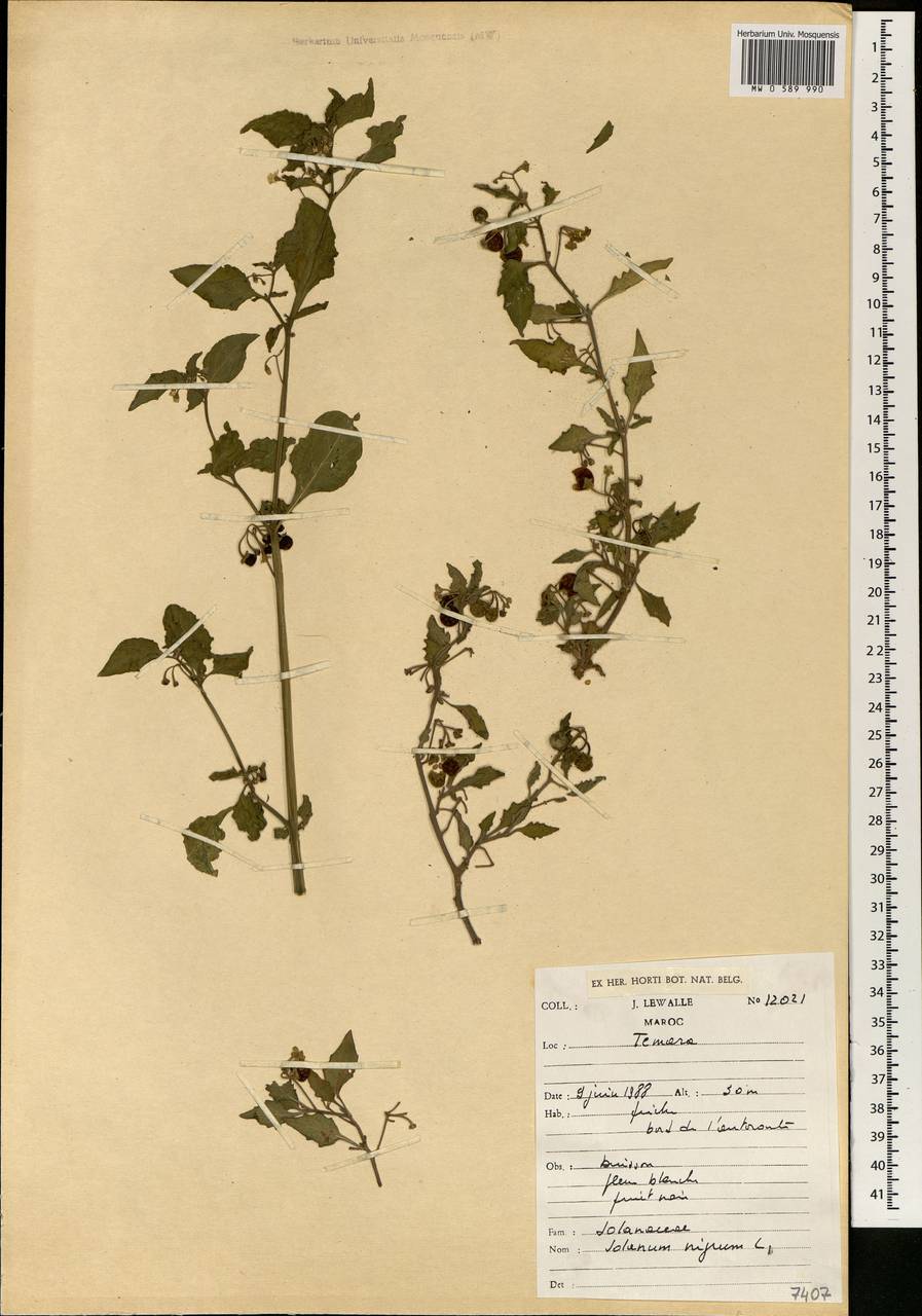 Solanum nigrum L., Africa (AFR) (Morocco)