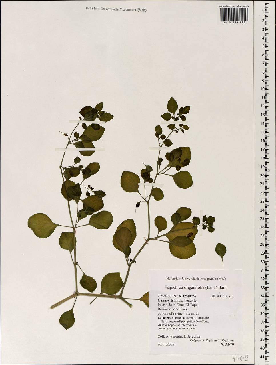 Salpichroa origanifolia (Lam.) Baillon, Africa (AFR) (Spain)
