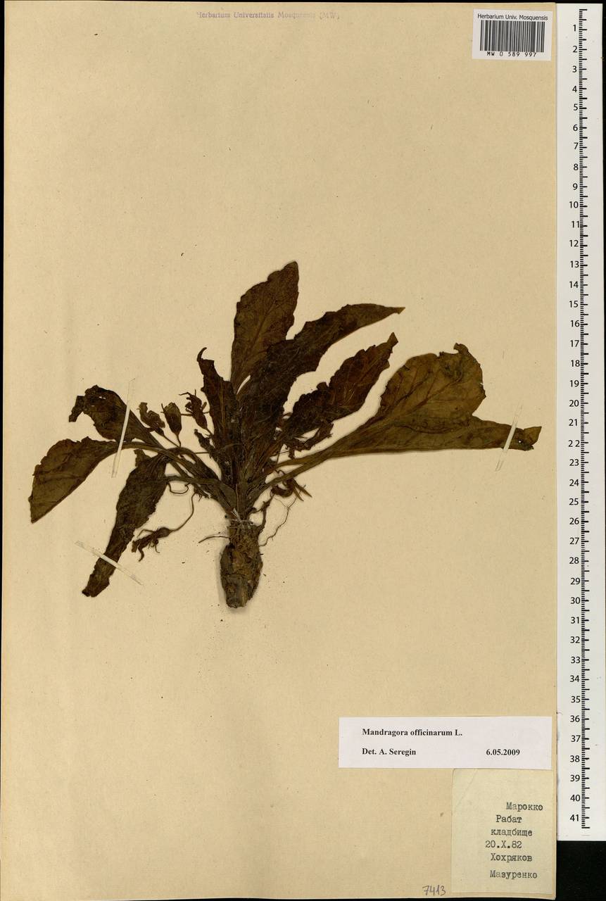 Mandragora officinarum L., Africa (AFR) (Morocco)