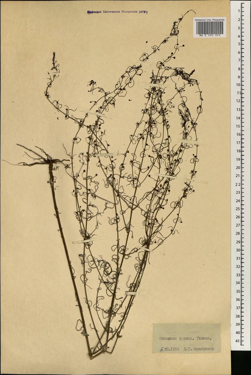 Scrophulariaceae, Africa (AFR) (Guinea)
