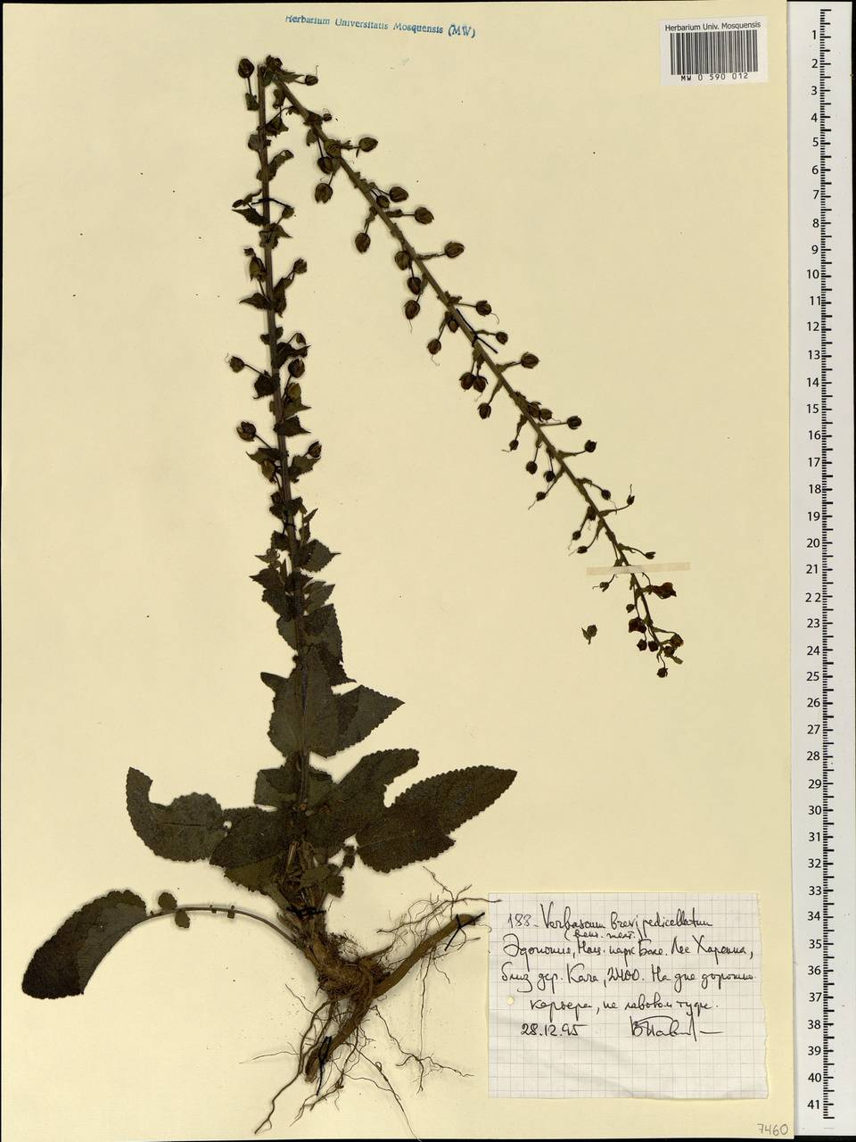 Verbascum brevipedicellatum (Engl.) Hub.-Mor., Africa (AFR) (Ethiopia)