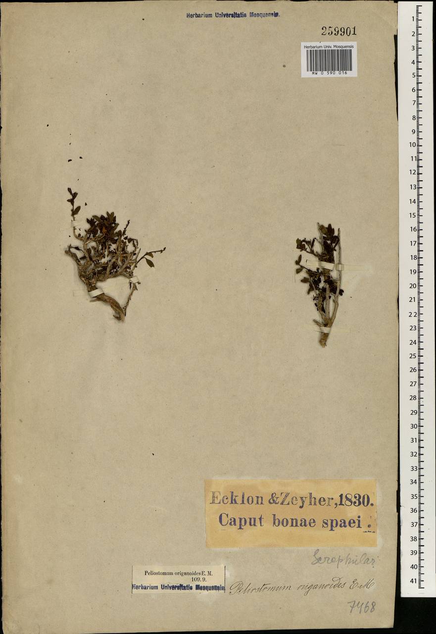 Peliostomum origanoides E. Mey. ex Benth., Africa (AFR) (South Africa)