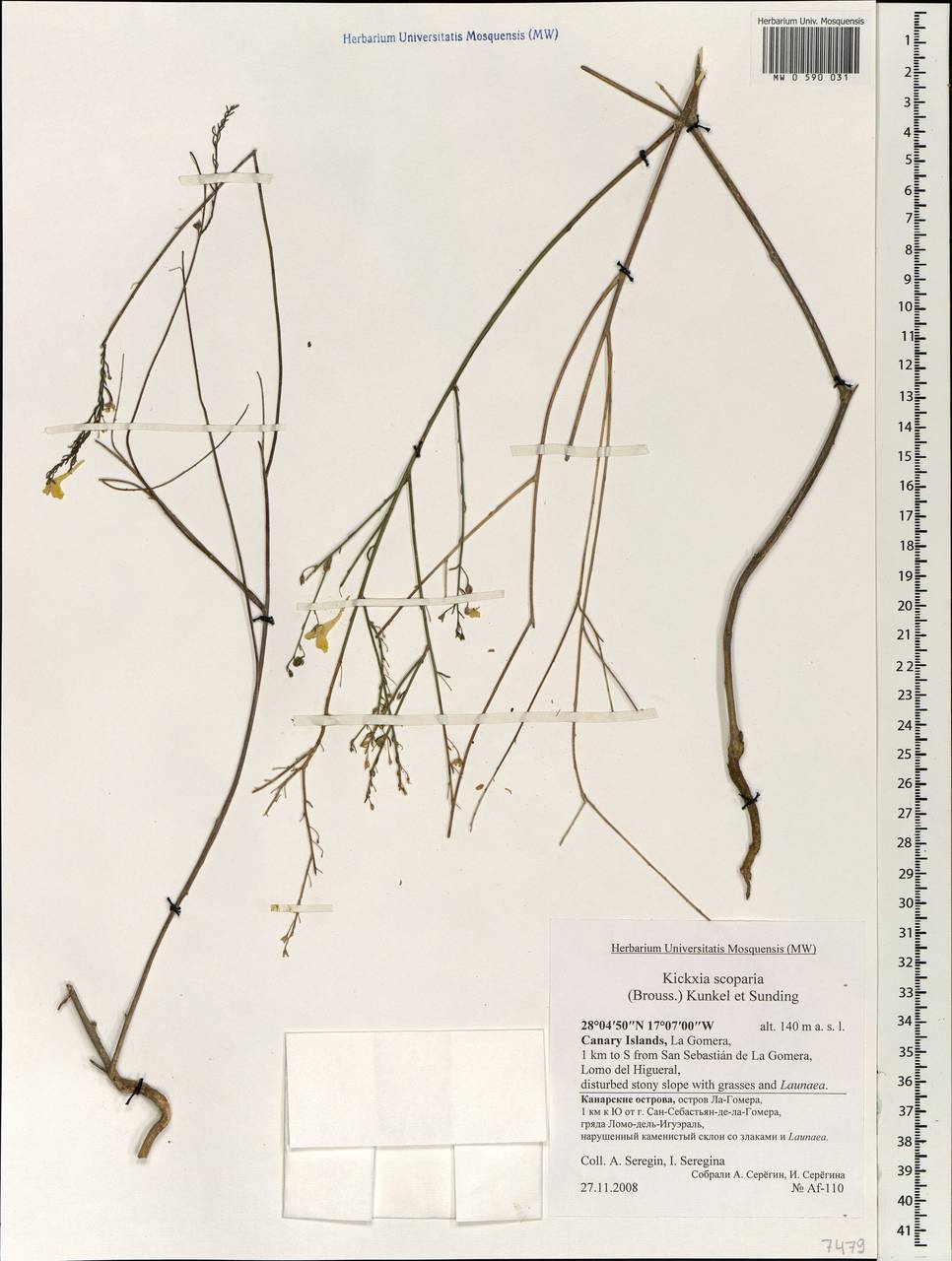 Nanorrhinum scoparium (Brouss. ex Spreng.) Yousefi & Zarre, Africa (AFR) (Spain)