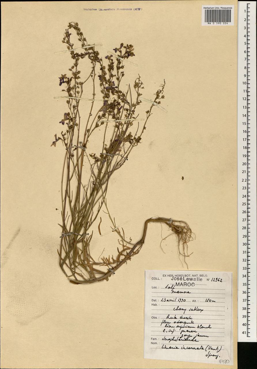 Linaria incarnata (Vent.) Spreng., Africa (AFR) (Morocco)