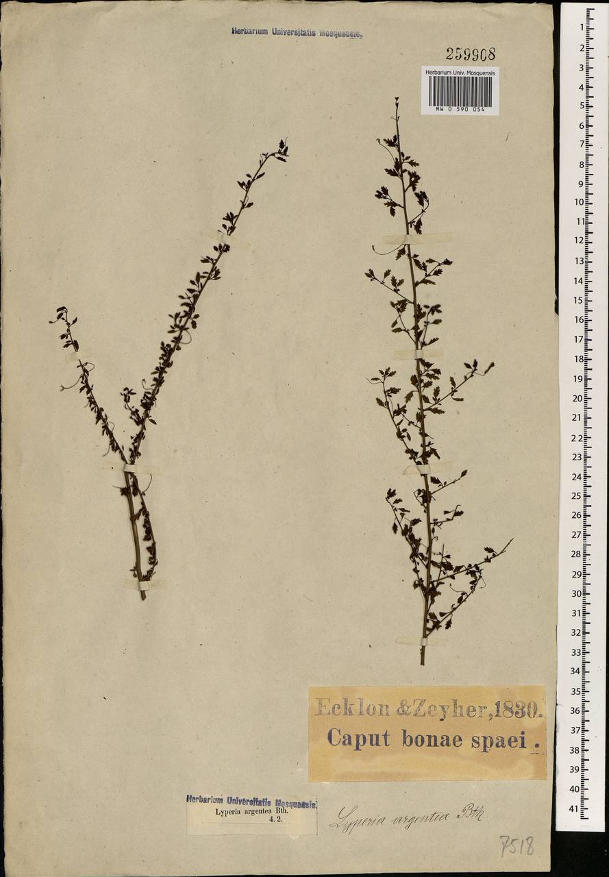 Jamesbrittenia argentea (L. fil.) O.M. Hilliard, Africa (AFR) (South Africa)