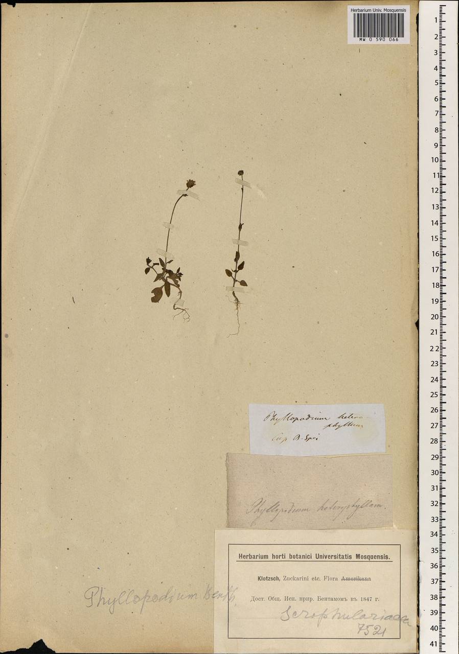 Phyllopodium heterophyllum (L. fil.) Benth., Africa (AFR) (South Africa)