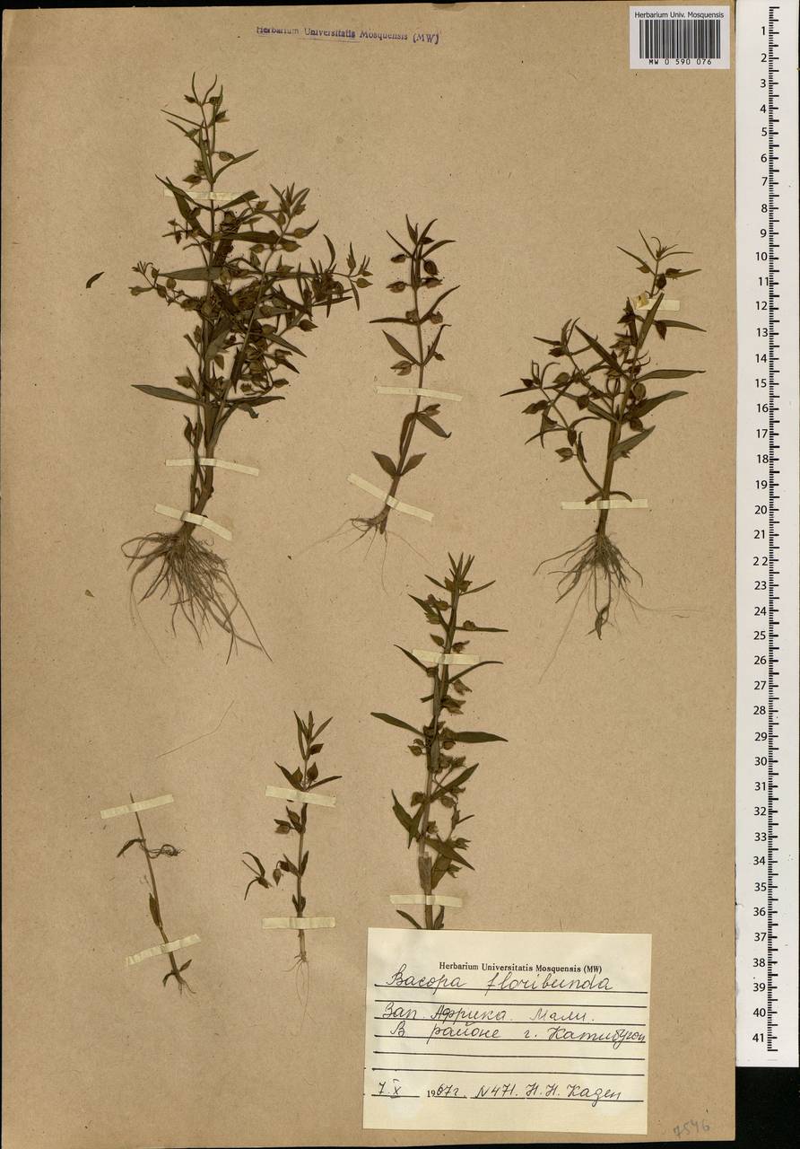 Bacopa floribunda (R. Br.) Wettst., Africa (AFR) (Mali)