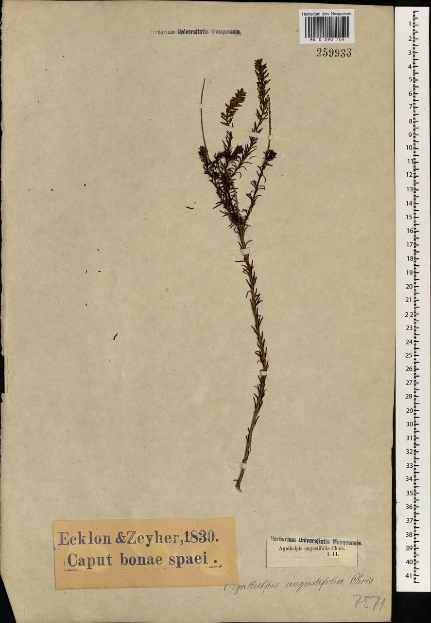 Microdon dubius (L.) Hilliard, Africa (AFR) (South Africa)
