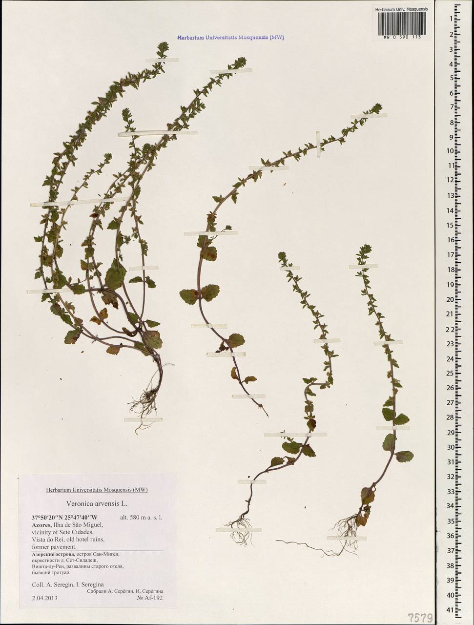 Veronica arvensis L., Africa (AFR) (Portugal)