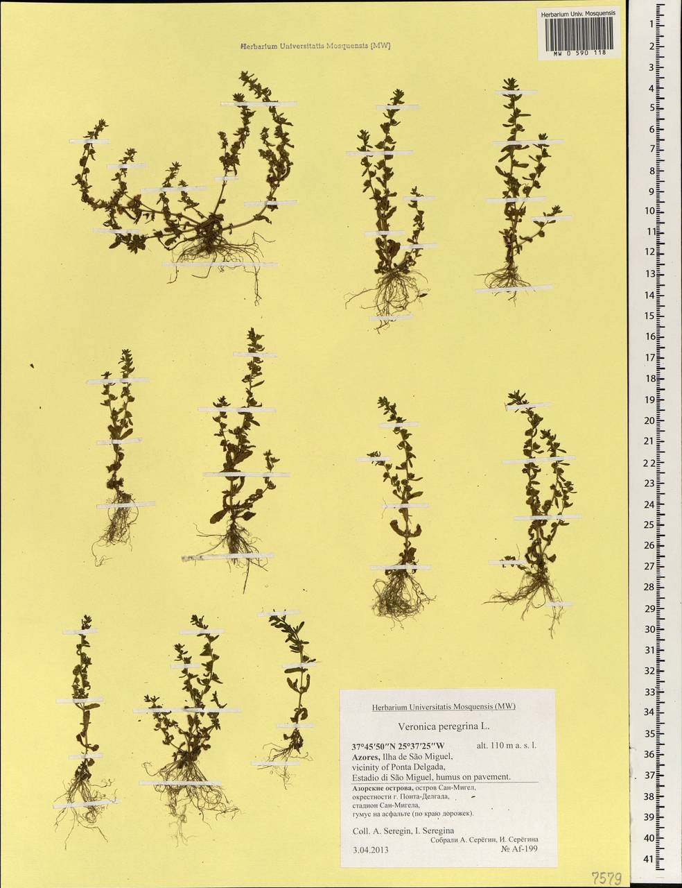 Veronica peregrina L., Africa (AFR) (Portugal)