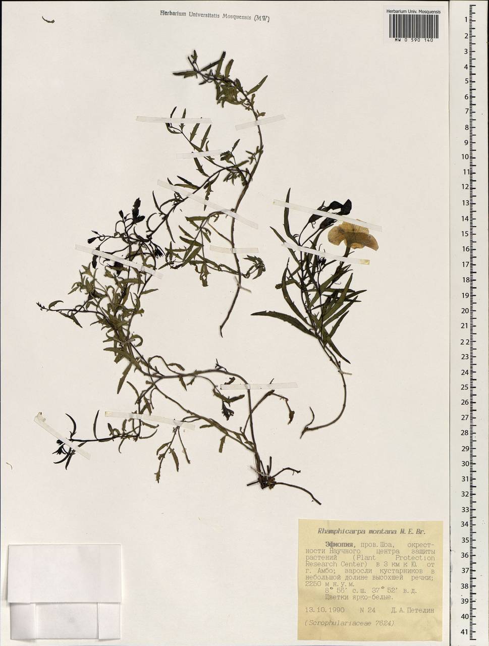 Cycnium tubulosum subsp. montanum (N.E. Br.) O.J. Hansen, Africa (AFR) (Ethiopia)