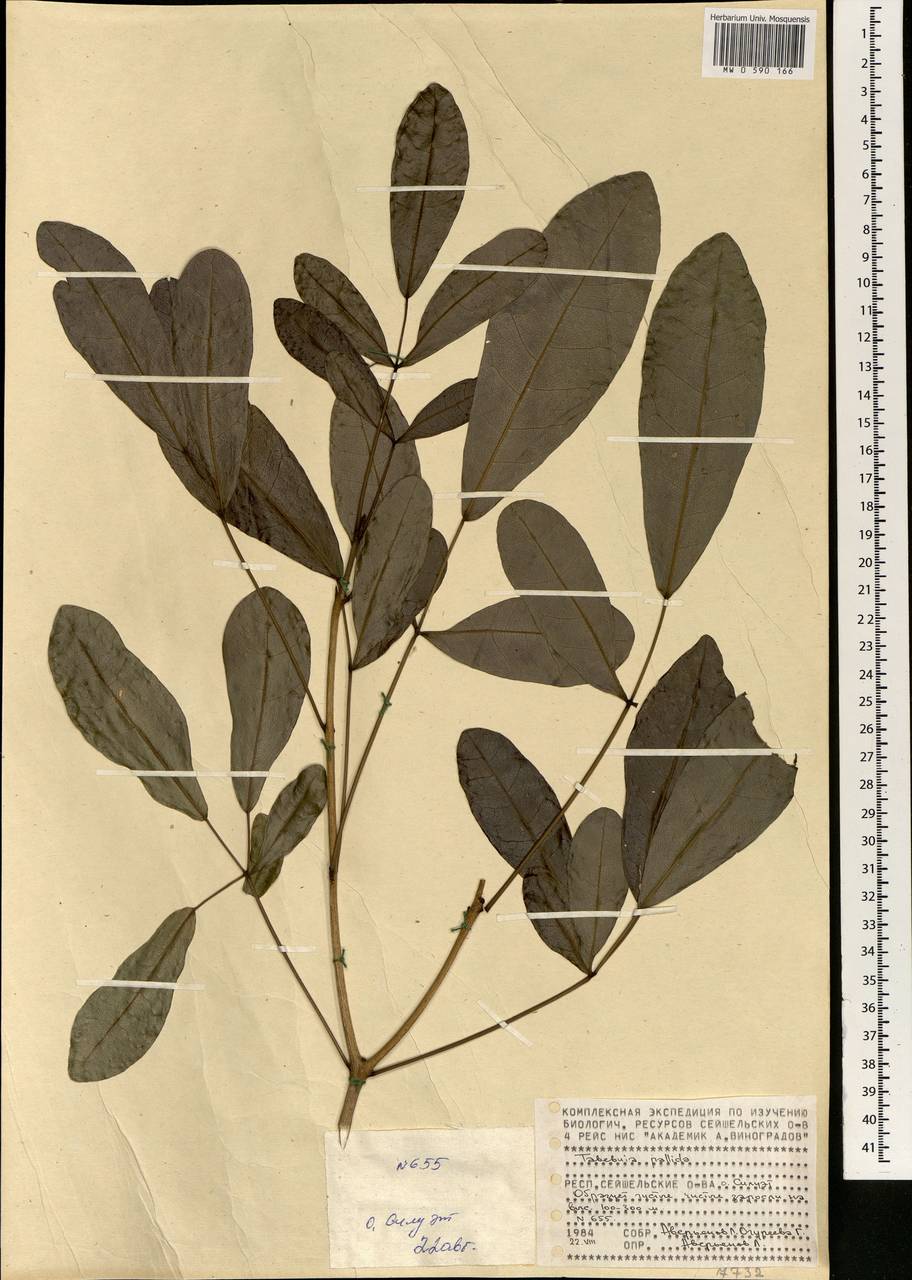 Tabebuia pallida (Lindl.) Miers, Africa (AFR) (Seychelles)
