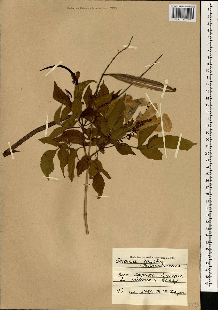 Tecoma smithii, Africa (AFR) (Senegal)
