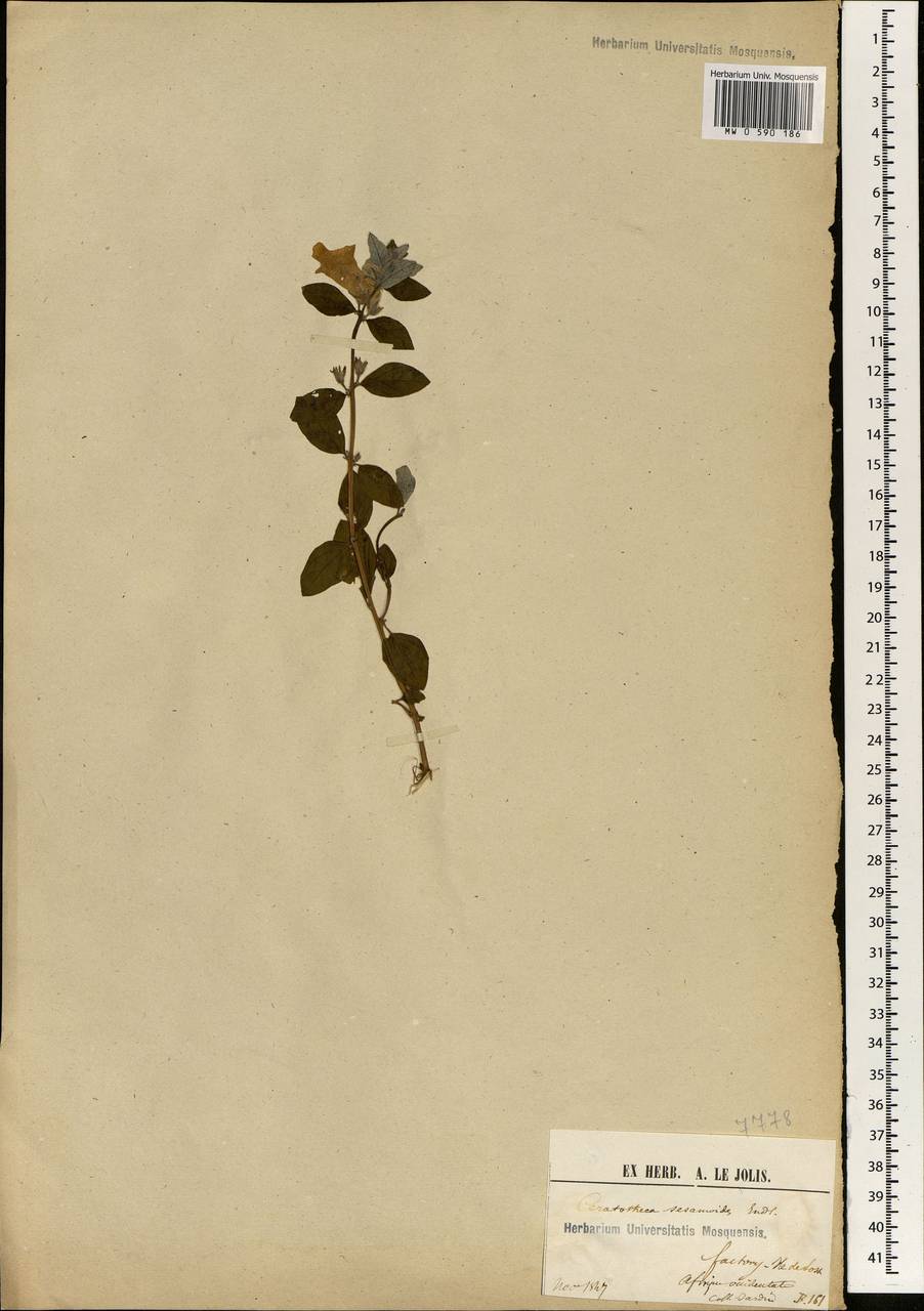 Ceratotheca sesamoides Endl., Africa (AFR) (Guinea)