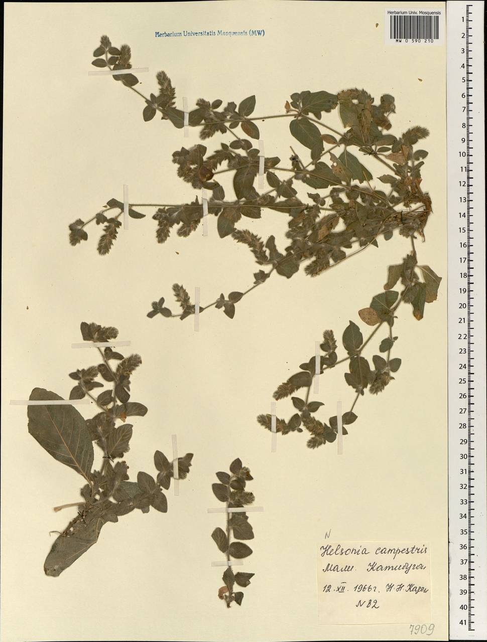Nelsonia canescens (Lam.) Spreng., Africa (AFR) (Mali)