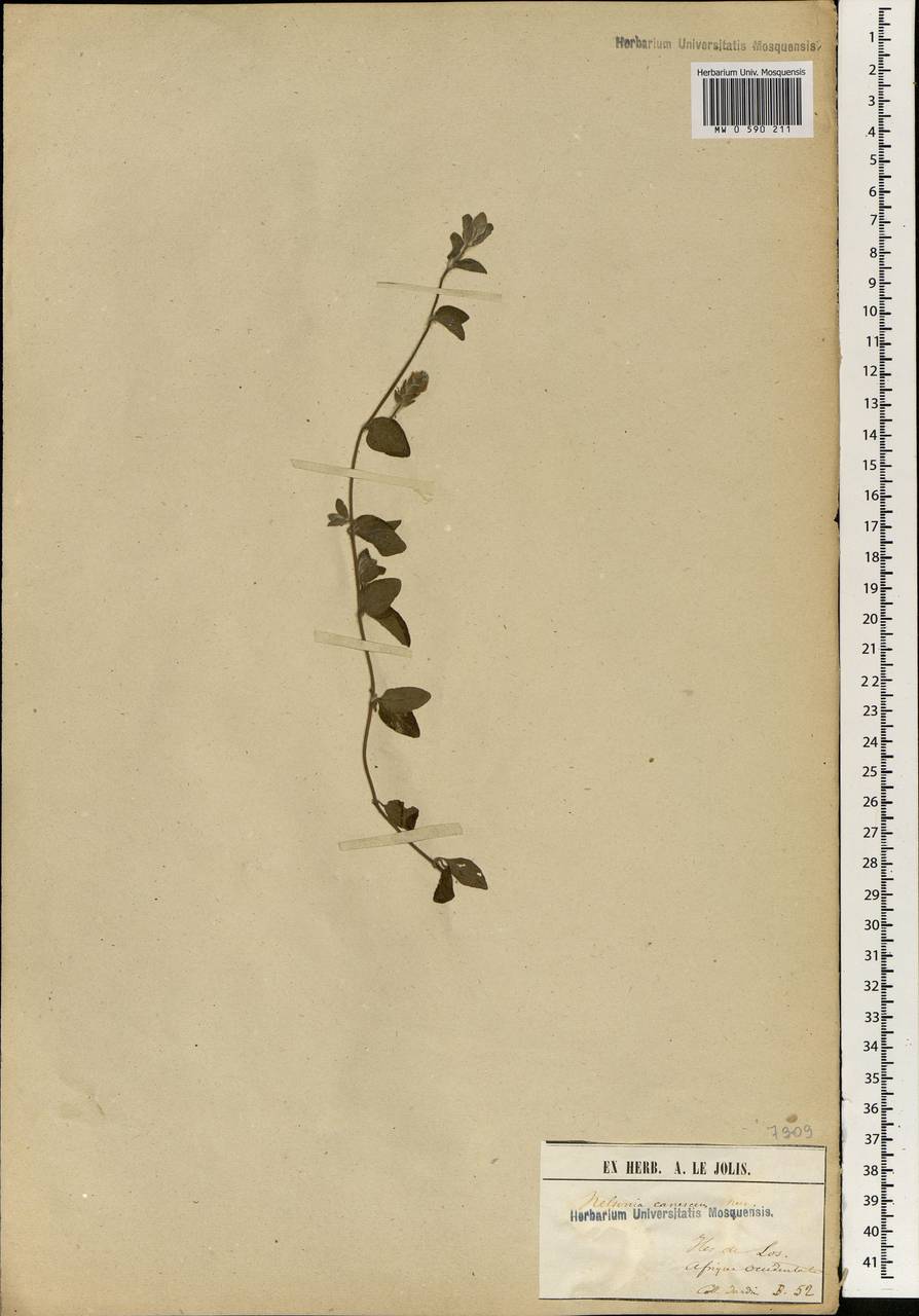 Nelsonia canescens (Lam.) Spreng., Africa (AFR) (Guinea)