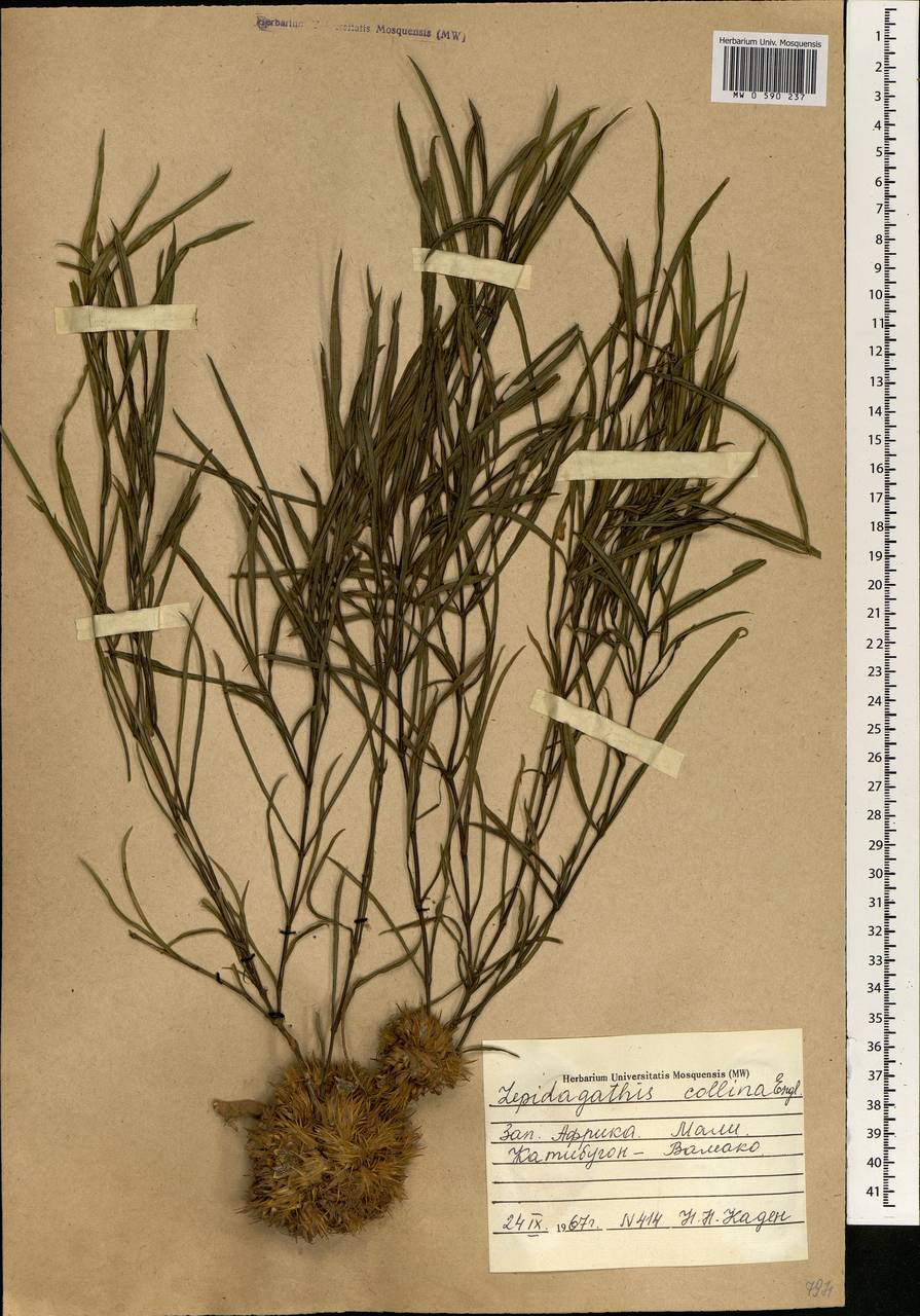 Lepidagathis hamiltoniana subsp. collina (Endl.) J.K. Morton, Africa (AFR) (Mali)