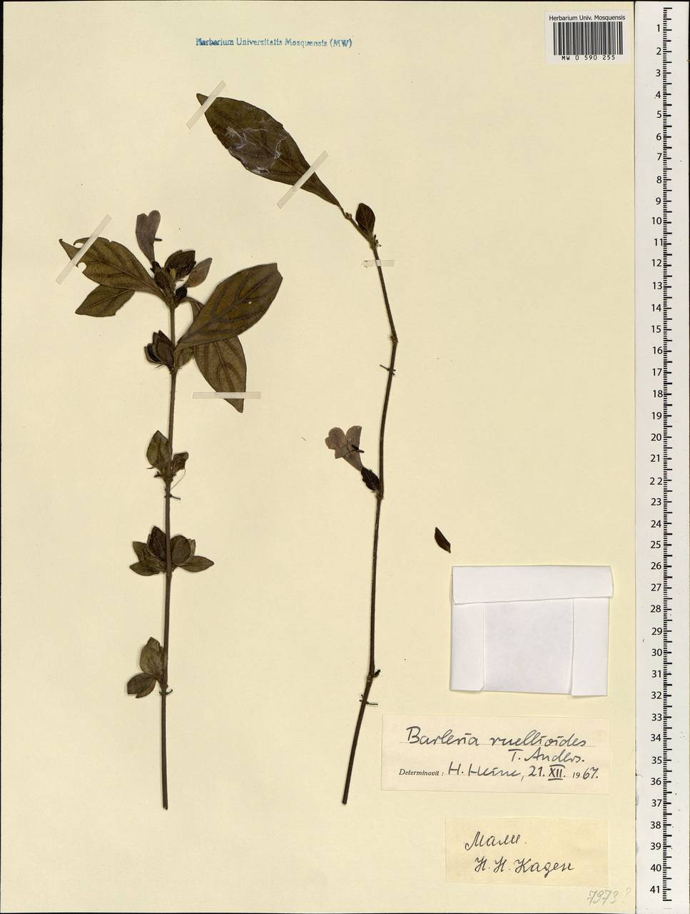 Barleria ruellioides T. Anders., Africa (AFR) (Mali)