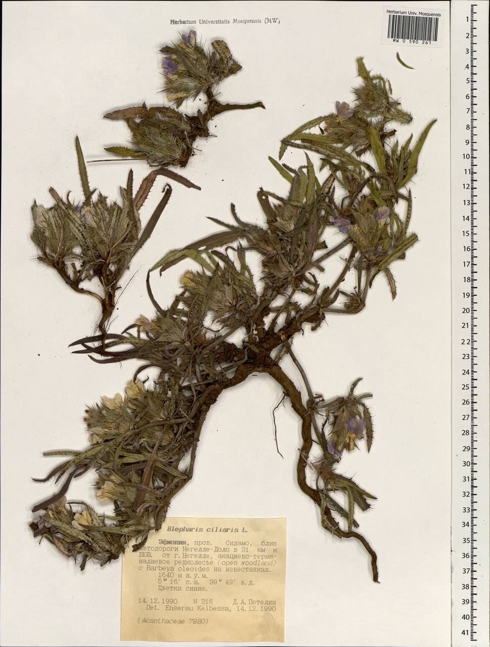 Blepharis edulis (Forssk.) Pers., Africa (AFR) (Ethiopia)