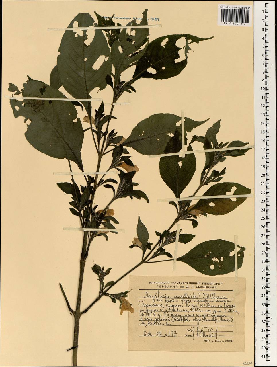 Asystasia ansellioides C. B. Cl., Africa (AFR) (Ethiopia)