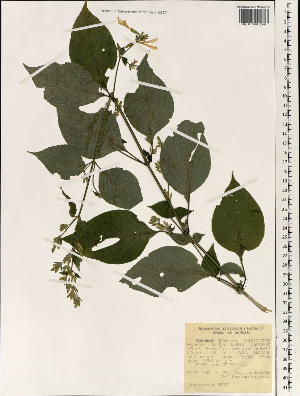 Hypoestes triflora (Forssk.) Roem. & Schult., Africa (AFR) (Ethiopia)