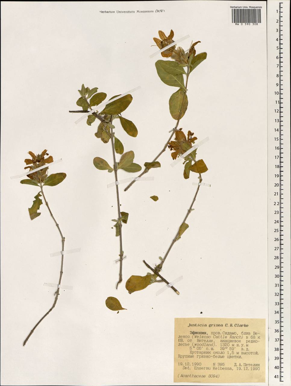 Duvernoia somalensis Lindau, Africa (AFR) (Ethiopia)