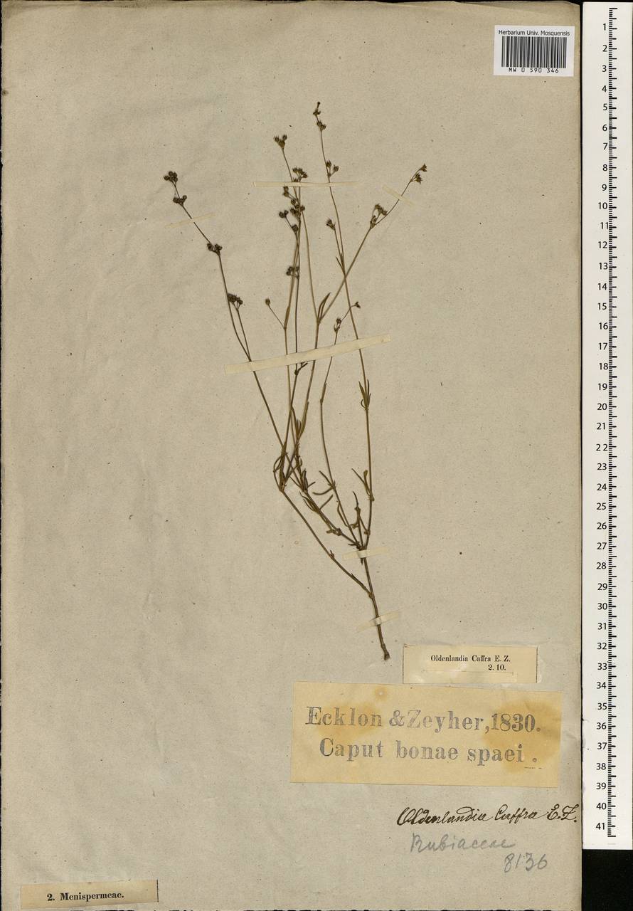Cordylostigma virgatum (Willd.) Groeninckx & Dessein, Africa (AFR) (South Africa)