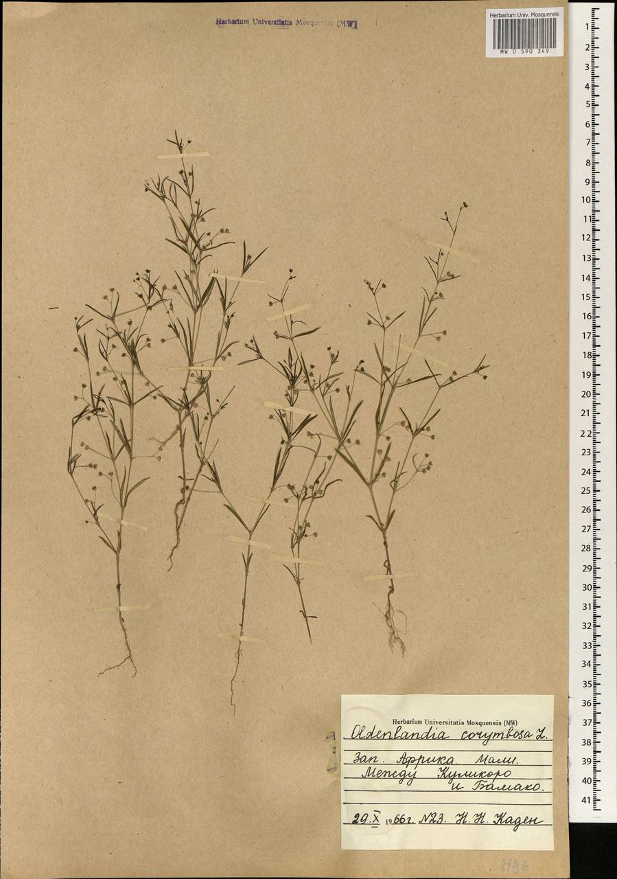 Oldenlandia corymbosa L., Africa (AFR) (Mali)