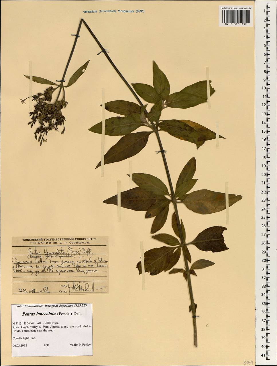 Pentas lanceolata (Forssk.) Deflers, Africa (AFR) (Ethiopia)