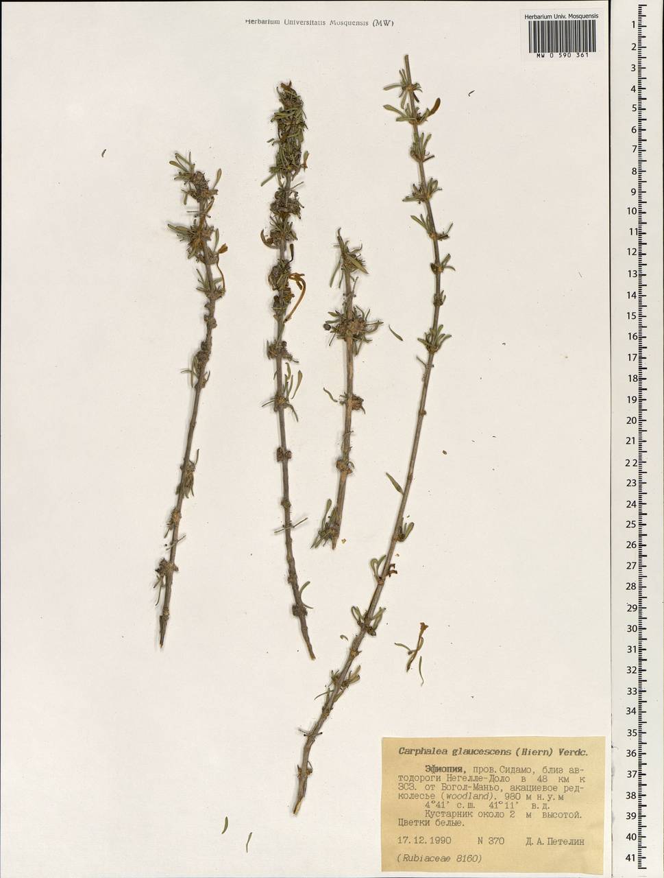 Dirichletia glaucescens Hiern, Africa (AFR) (Ethiopia)