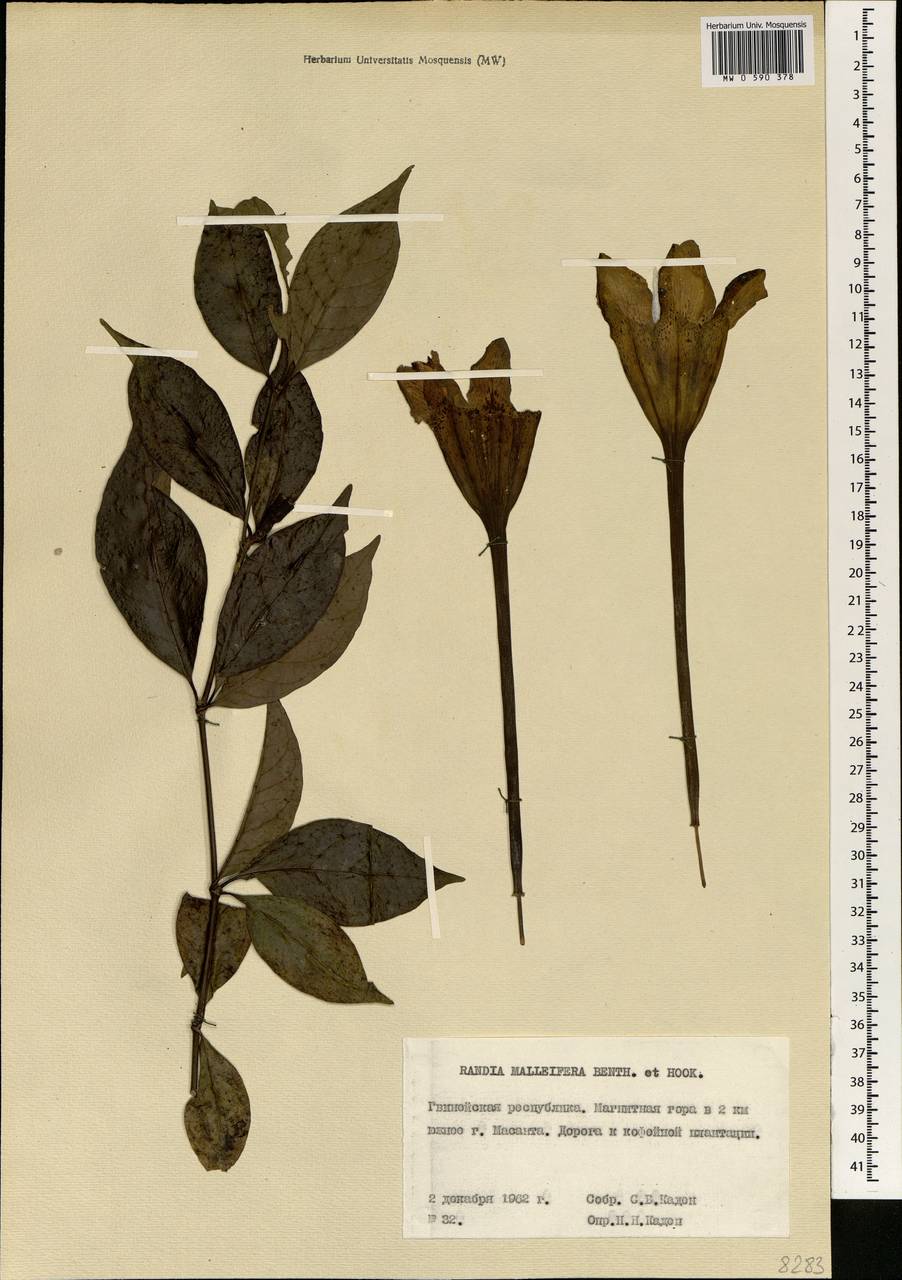 Rothmannia whitfieldii (Lindl.) Dandy, Africa (AFR) (Guinea)