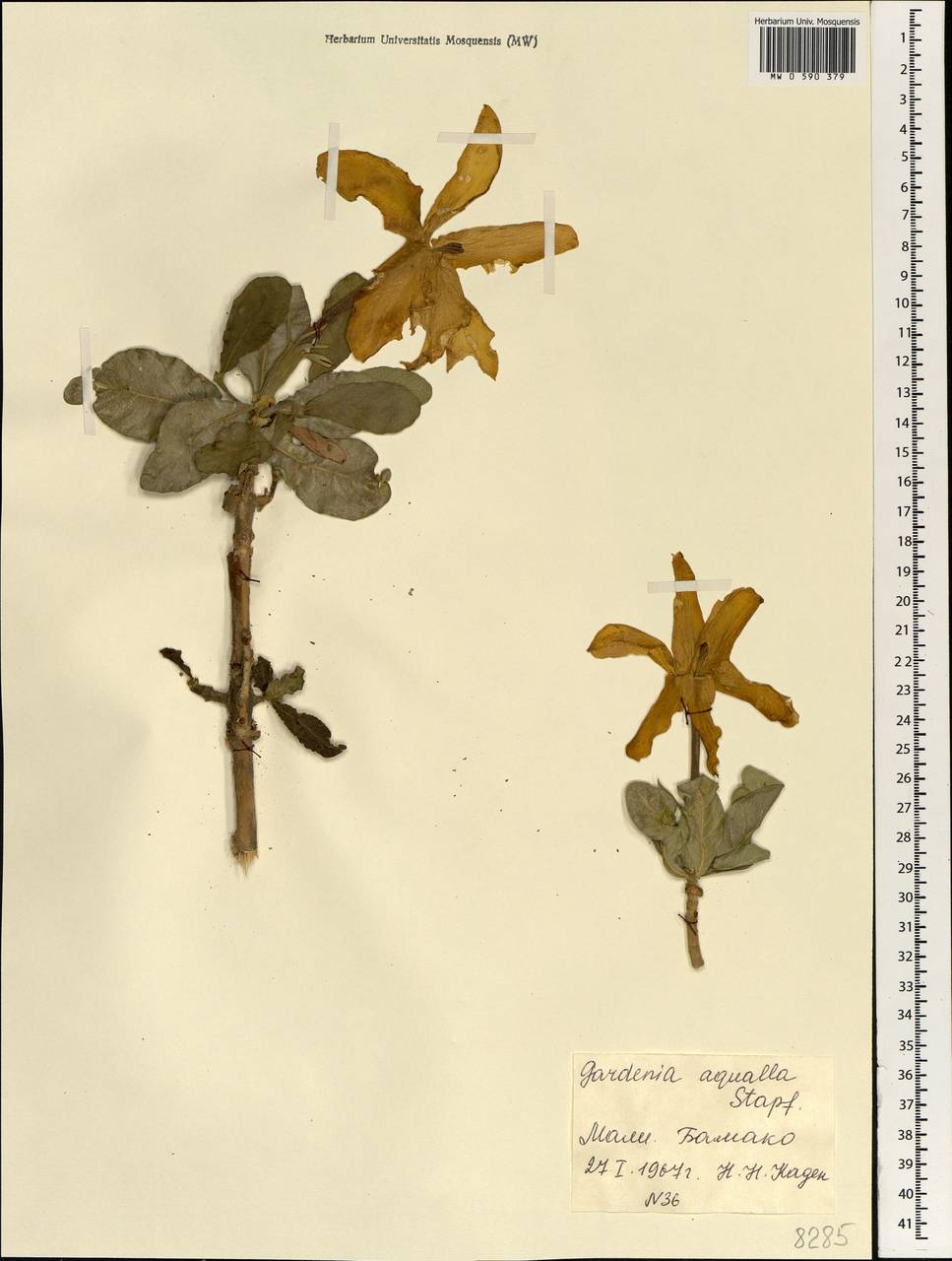 Gardenia aqualla Stapf & Hutch., Africa (AFR) (Mali)