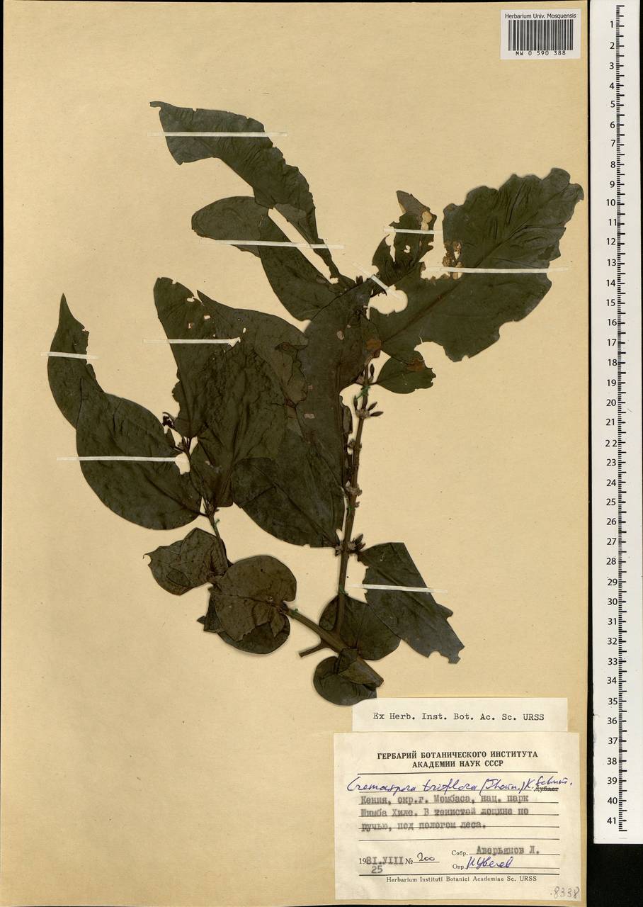 Cremaspora triflora (Thonn.) K.Schum., Africa (AFR) (Kenya)