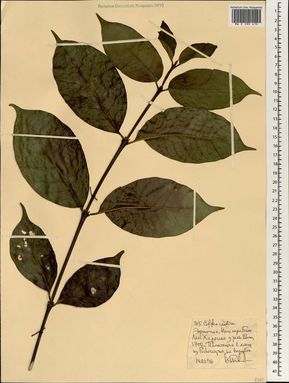 Coffea arabica L., Africa (AFR) (Ethiopia)