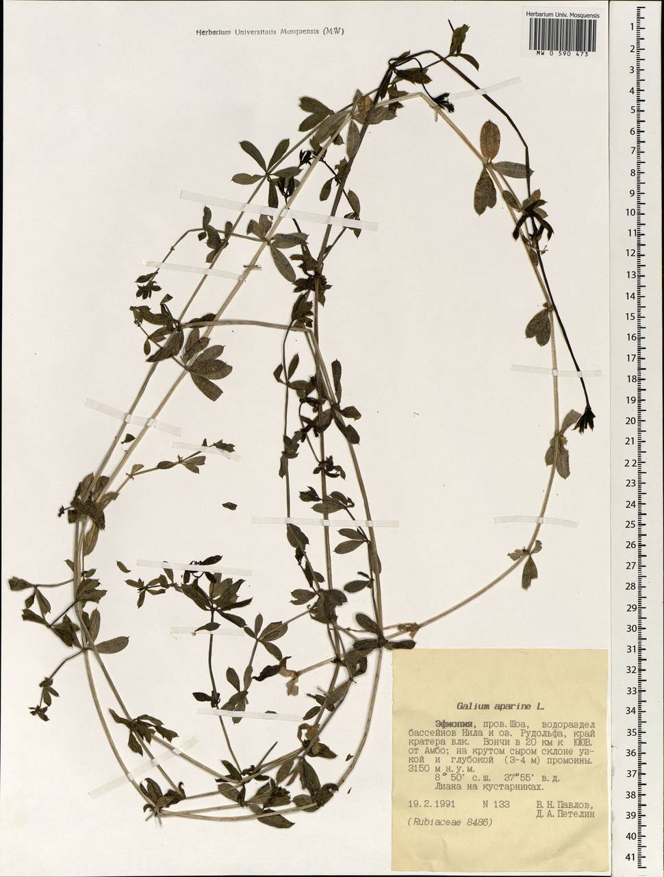 Galium aparine L., Africa (AFR) (Ethiopia)