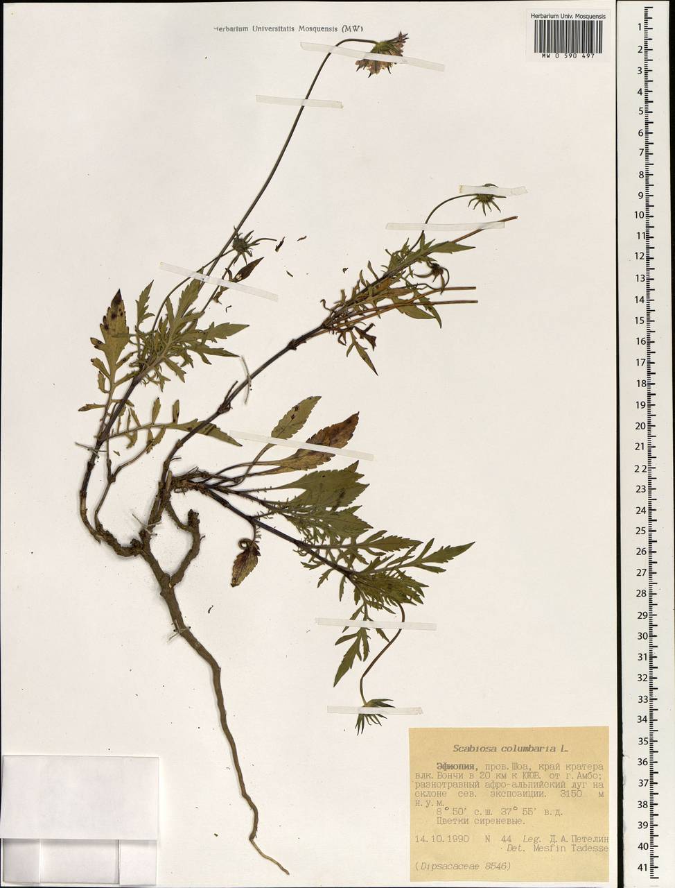 Scabiosa columbaria L., Africa (AFR) (Ethiopia)