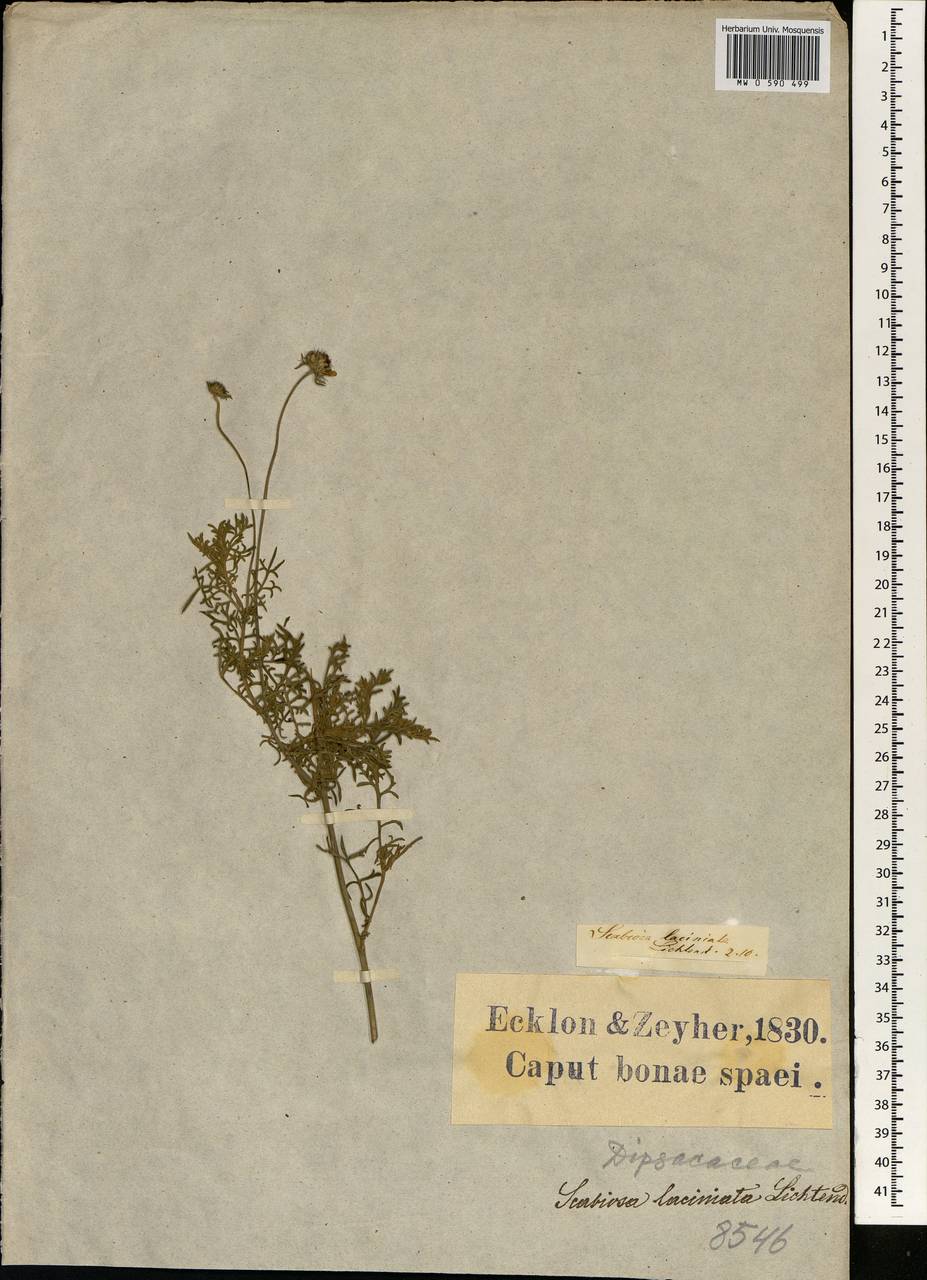 Scabiosa columbaria subsp. columbaria, Africa (AFR) (South Africa)