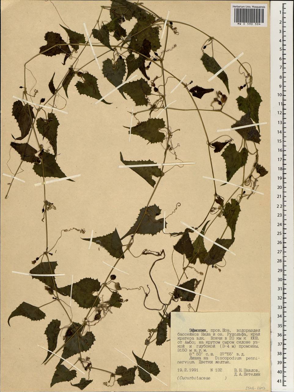 Cucurbitaceae, Africa (AFR) (Ethiopia)