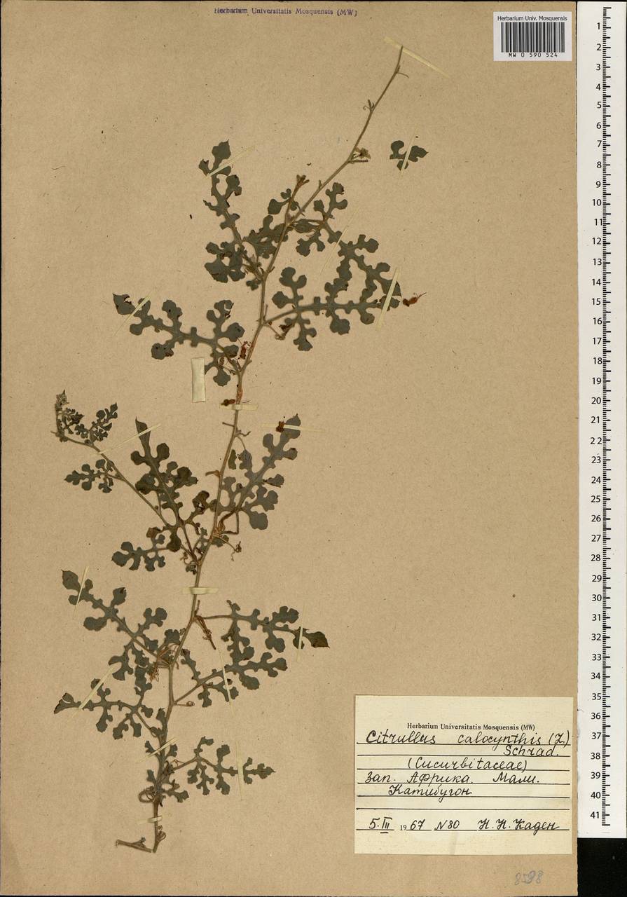 Citrullus colocynthis (L.) Schrader, Africa (AFR) (Mali)