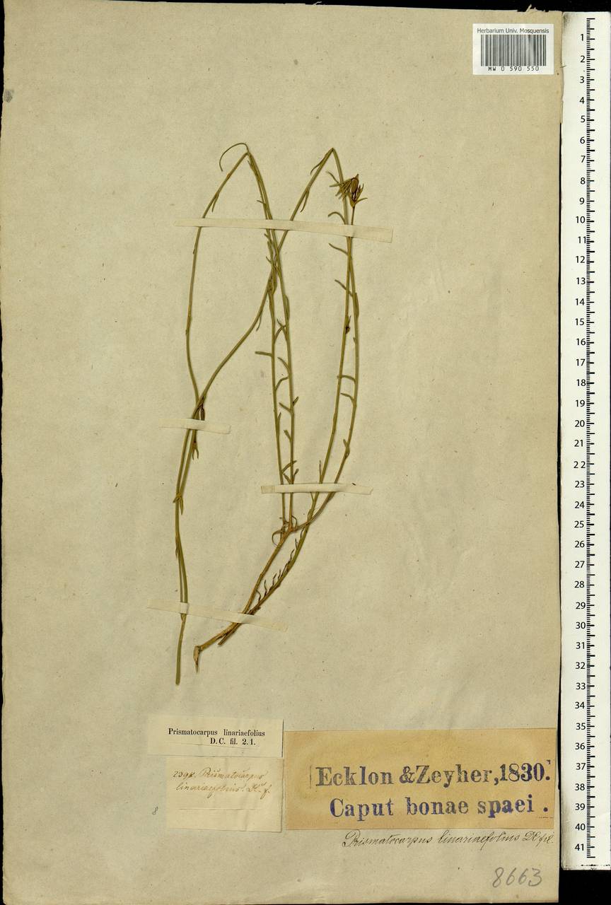 Prismatocarpus campanuloides (L.) Sond., Africa (AFR) (South Africa)