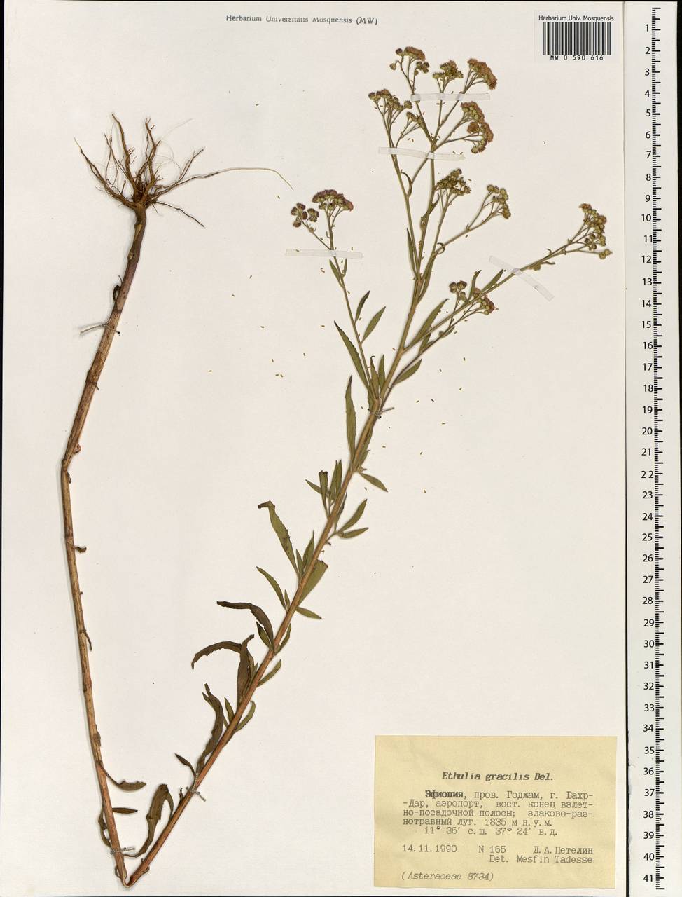 Ethulia gracilis Delile, Africa (AFR) (Ethiopia)