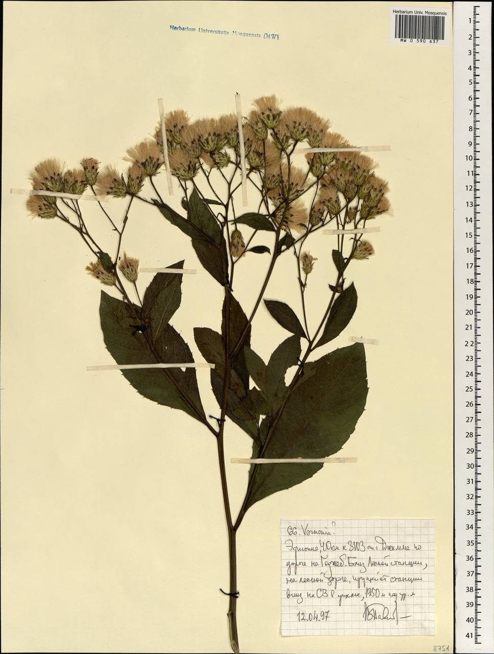 Vernonia, Africa (AFR) (Ethiopia)