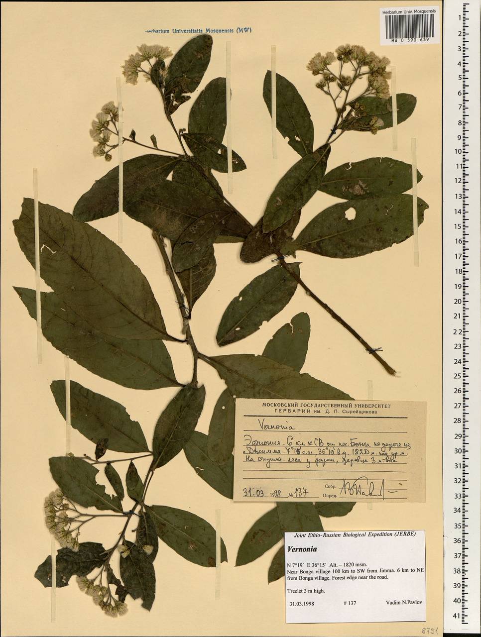 Vernonia, Africa (AFR) (Ethiopia)