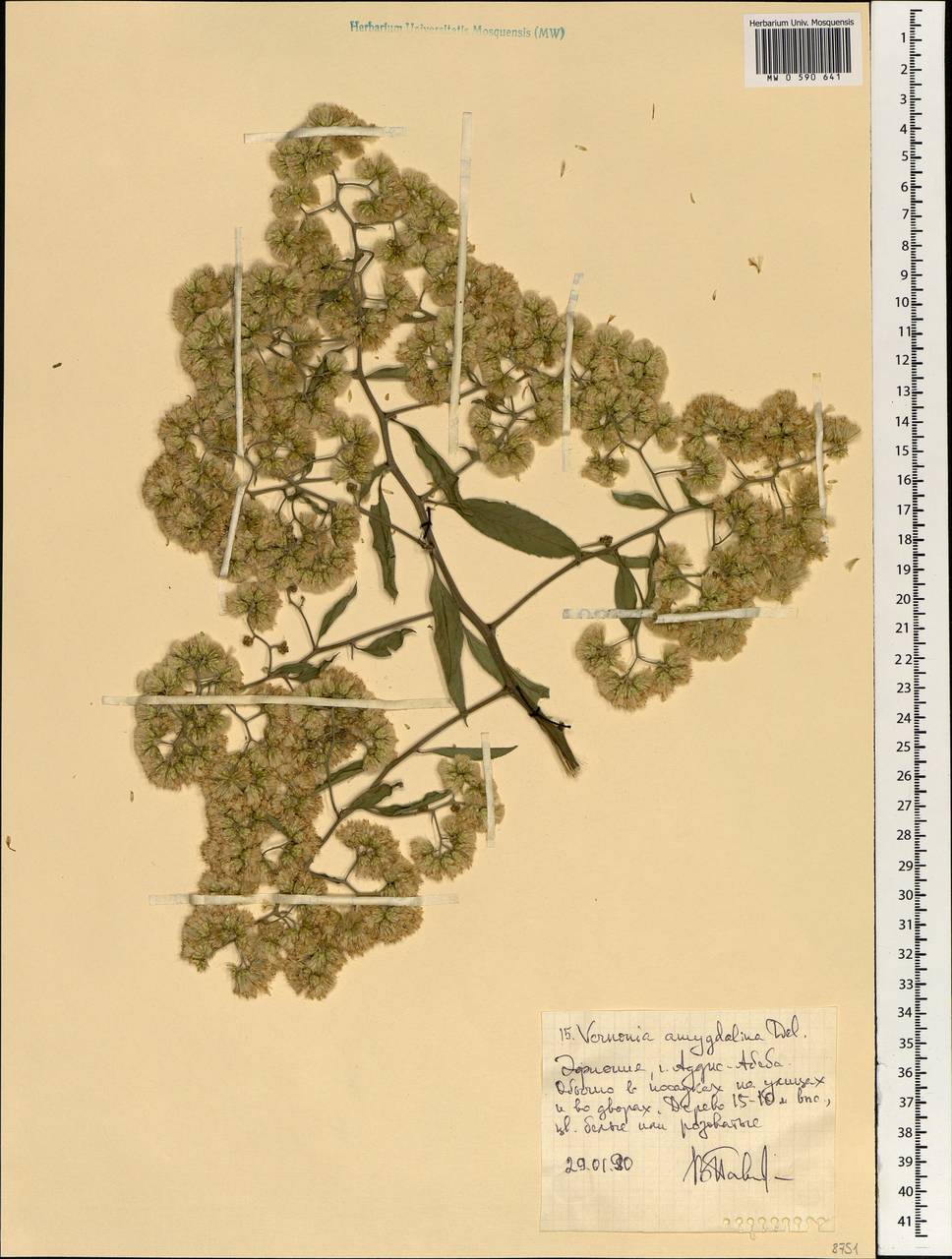 Gymnanthemum amygdalinum (Delile) Sch. Bip. ex Walp., Africa (AFR) (Ethiopia)