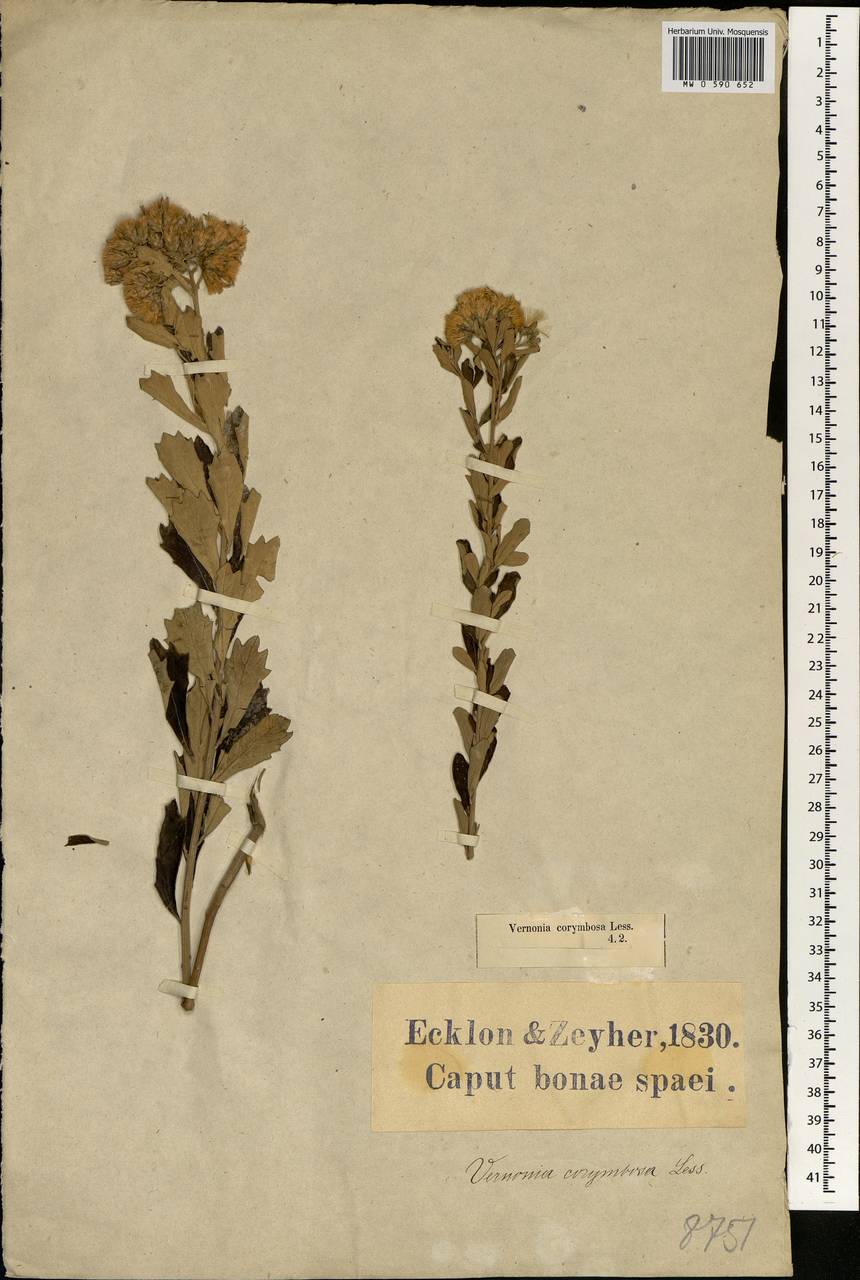 Gymnanthemum corymbosum (Thunb.) H. Rob., Africa (AFR) (South Africa)