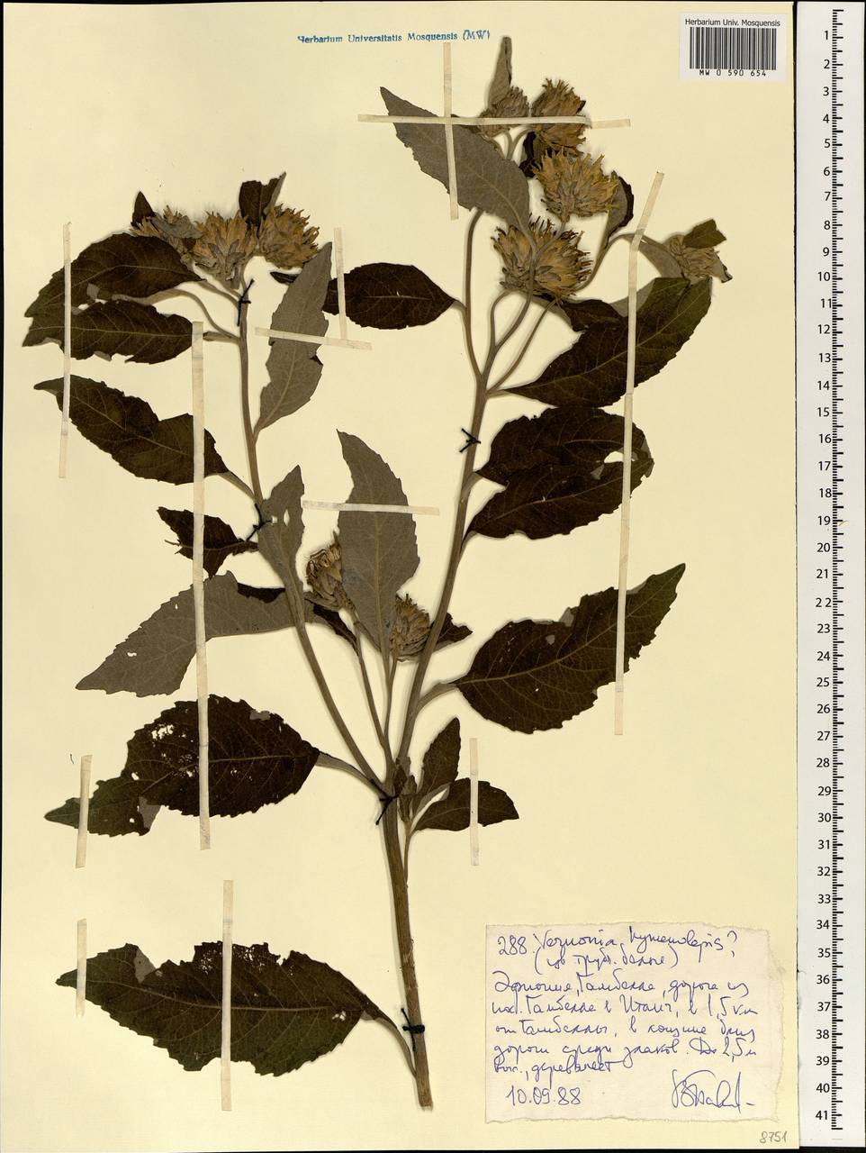 Baccharoides filigera (Oliv. & Hiern) Isawumi, El-Ghazaly & B.Nord., Africa (AFR) (Ethiopia)