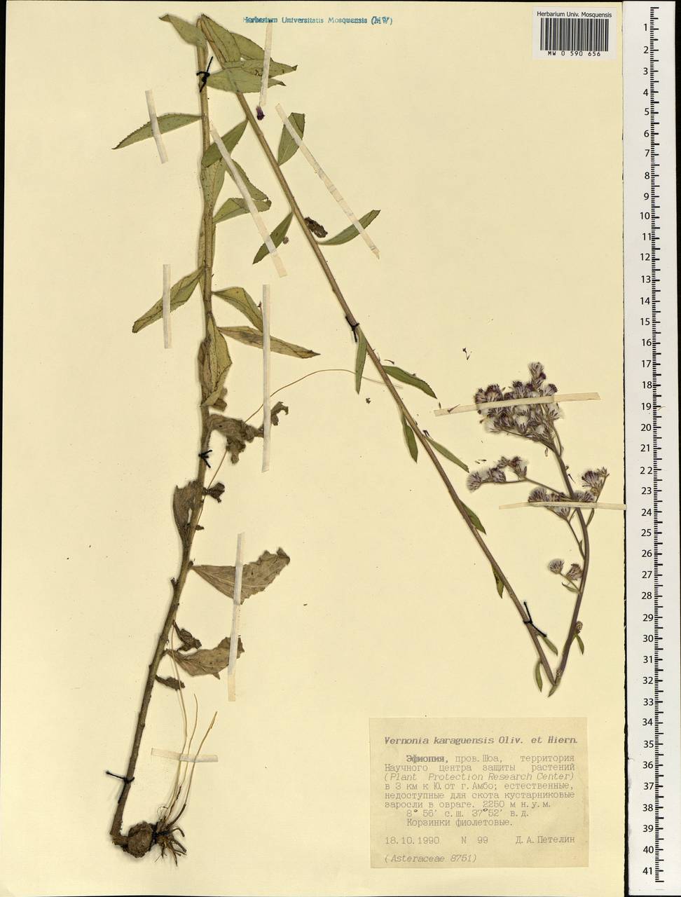Orbivestus karaguensis (Oliv. & Hiern) H.Rob., Africa (AFR) (Ethiopia)