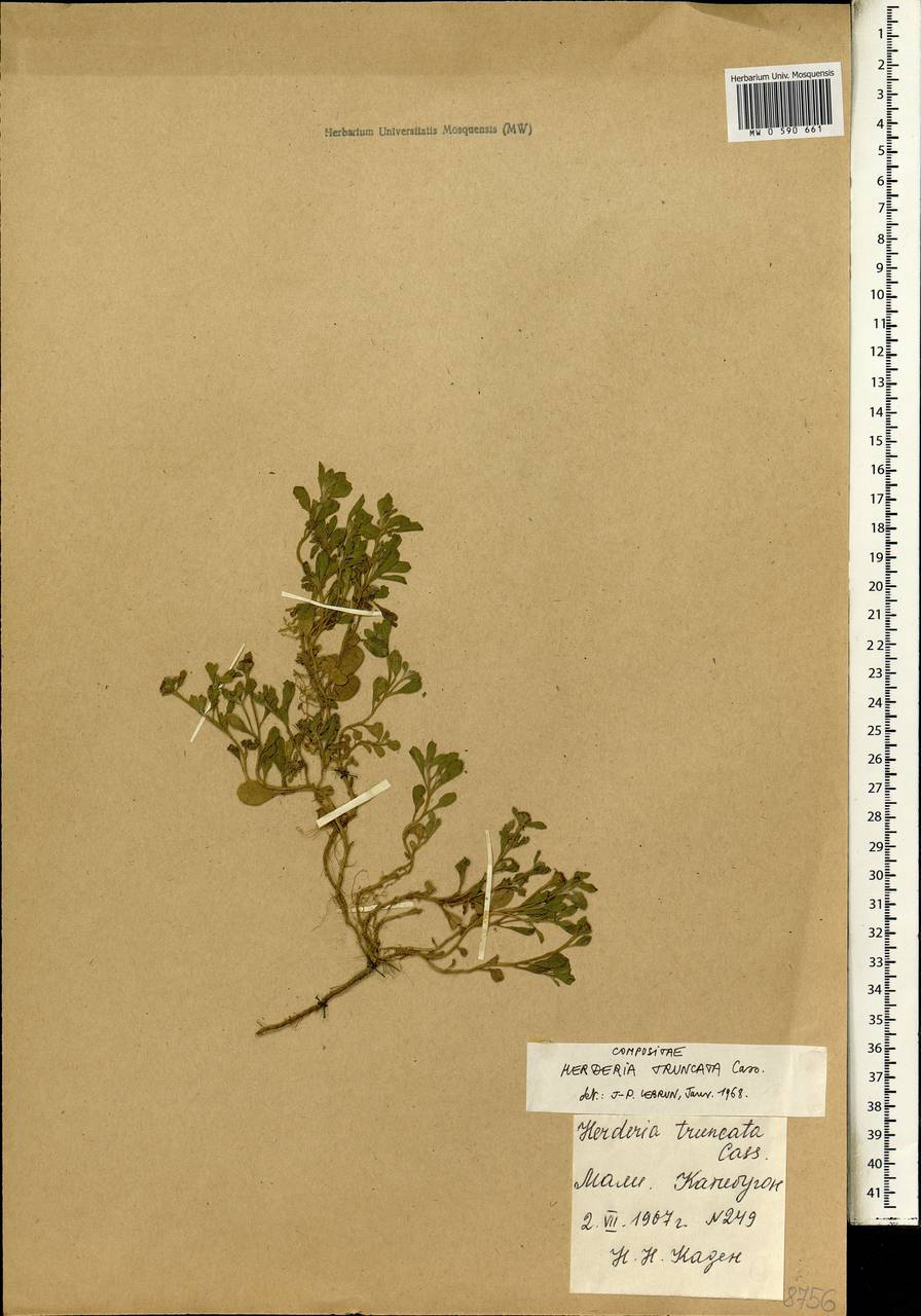 Herderia truncata Cass., Africa (AFR) (Mali)
