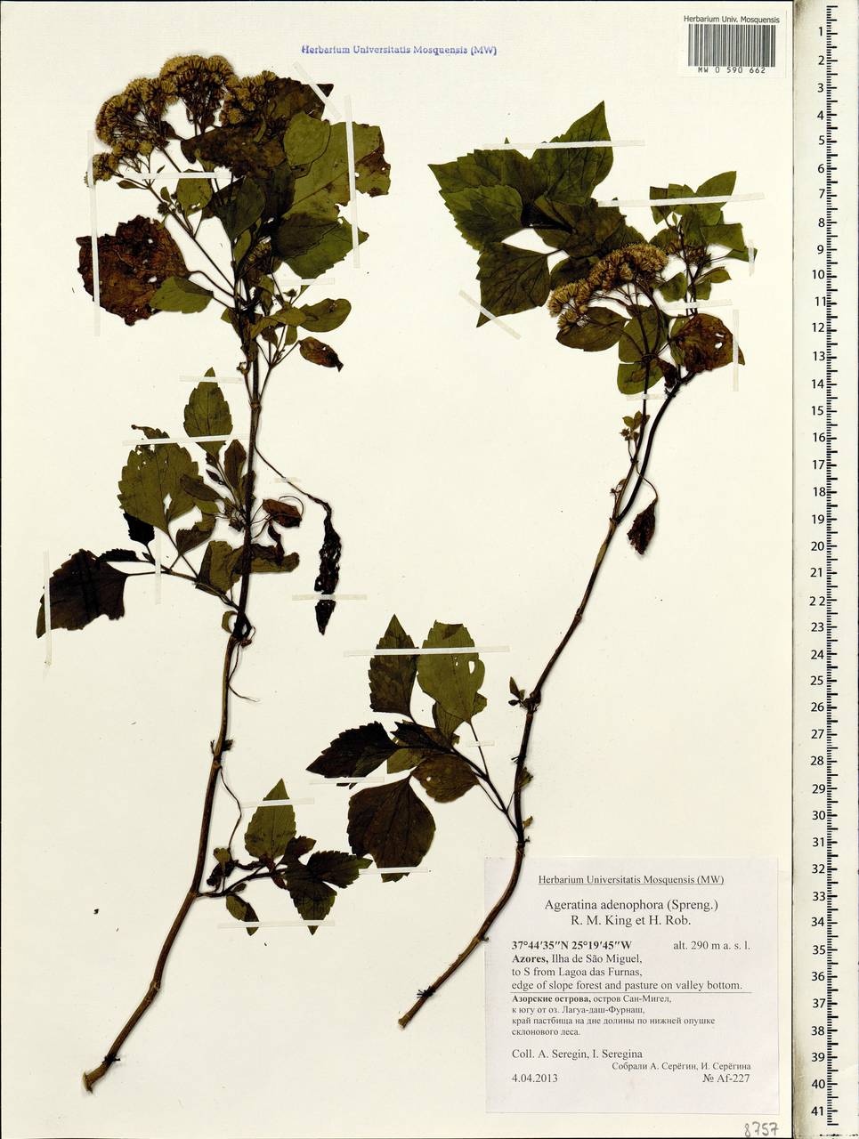 Ageratina adenophora (Spreng.) R. King & H. Rob., Africa (AFR) (Portugal)